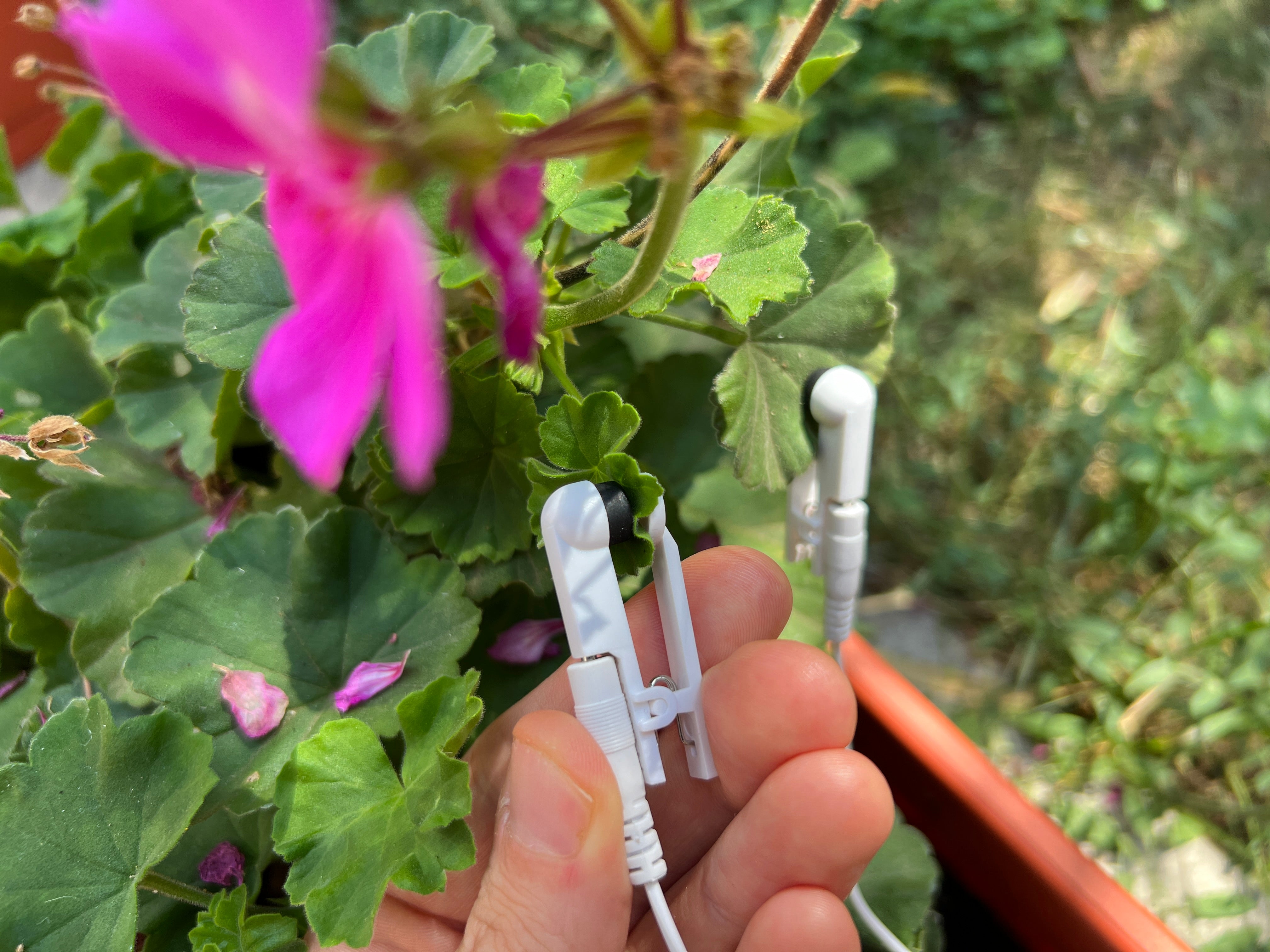 Replacement Clip electrodes for leaves, delicate flowers and mushrooms