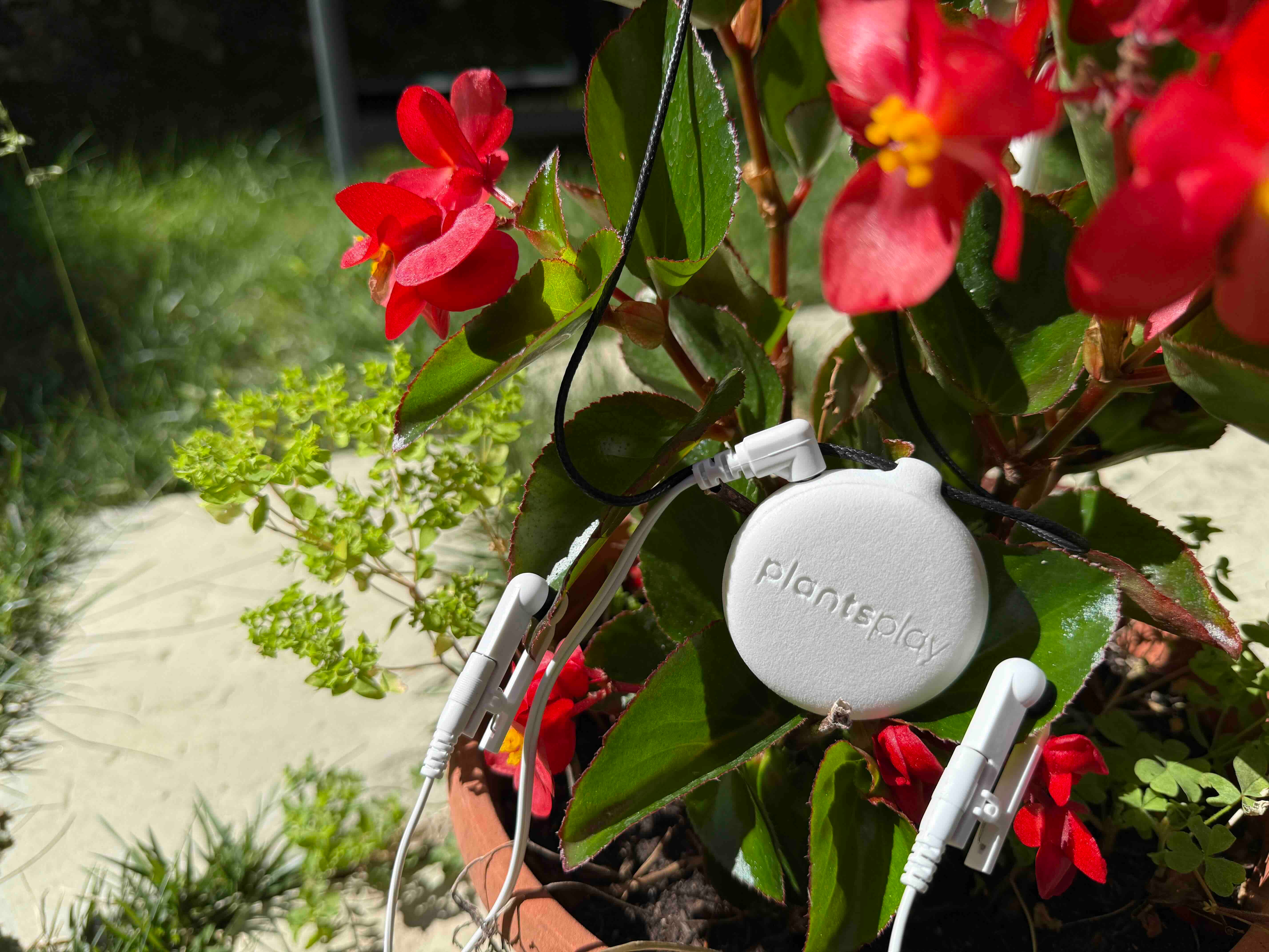 PlantsPlay 2 - Plant Music Device